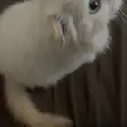 قط سكوتش ذكر للبيع 200