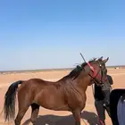 خيل شعبي