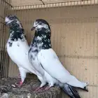 حمام باكستاني