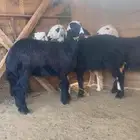 رخال للبيع فل مقفلات