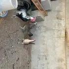 طقم دجاج فينكس