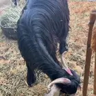 عنز عارضيه مضرع