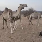 خلفه بكر تحتا حوار قعود الموقع وأدي الدواسر
