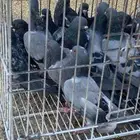 حمام سوادي صيد اليوم للصقرين