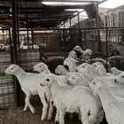 طليان حري ذبايح جادعان نظاف شرط