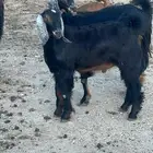 معزا حو