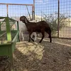 للبيع سواكنيه فاخره تم البيع