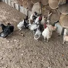 دجاج بياض