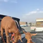 تيوس بلدية ( فاخر من الآخر )