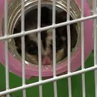 سنجاب طائر شوقر قلايدر sugar glider للبيع