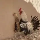 دجاج