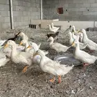 بط بكيني للبيع جملة