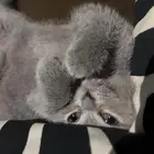 قطط سكوتش فولد كيتنز نوادر