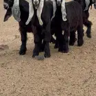 تيوس عوارض صنف