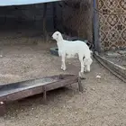 خرفان مبادي للبيع