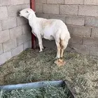 للبيع نعجه حريه