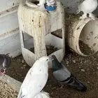 خميس مشيط
