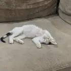 قطط للتبني