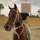 حصان