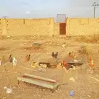 دجاج بلدي 3ديكه 6دجاج