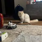 قطو شيرازي للبيع