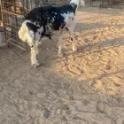 فحل نجدي