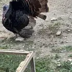 دجاج بلدي وديك رومي
