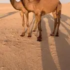 قعود عقابي فاخر