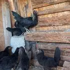 دجاج بلدي صك