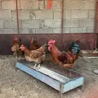 دجاج فرنسي بيور