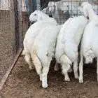للبيع طليان جبر