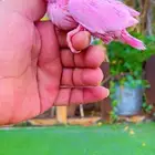 فروخ روز وردي وابيض