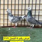 زواجل سباق