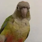 ببغاء كنيور