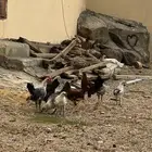 دجاج بلدي فيومي اصحه شرط العمر شهرين ايلا ثلاثه العداد9