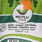برسيم اصلي