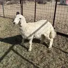 رخل ذبيحة