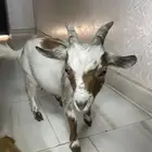 للبيع ماعز قزم اثنين