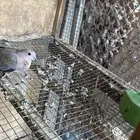 حمام قمري