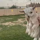 انثى و ذكر ماعز قزم(تم البيع )