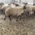 مضاريع العدد 30 راس شرط سن وديس