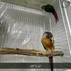 زوجين كنيور و ذكر كنيور