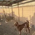 جفره دهماء مرخاء مطوره ( تم البيع )