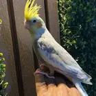 كروان انثى للبيع اليف. شرط الصحه الموقع رفحاء