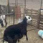 رخل نجديه رباع