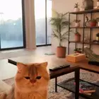 قط برتش بيور