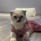 قطه سكوتش تبني