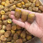 تمر سكري