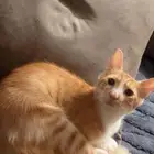 كيتين للتبني قطط للتبني