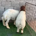 خرفان ذبايح طيبه